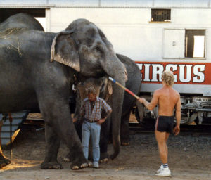 photo of elephant led with bullhook by trainer