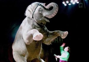 photo of elephant standing on hind legs while performing at circus