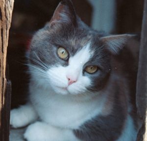 photo of Niabi, Ira’s sweet calico cat, nestled in a nook in the barn at Blue Jay Way