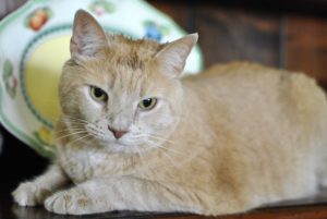 photo of Sunshine, the lovable golden tabby cat, at his new home after he miraculously appeared at Ira’s doorstep in desperate need of a loving home