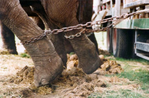 photo of captive elephants in chains