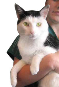 photo of Patches the cat held by shelter attendant on his adoption day