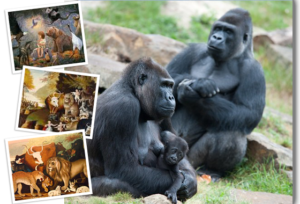 photo of Silverback gorilla with mother gorilla holding baby gorilla