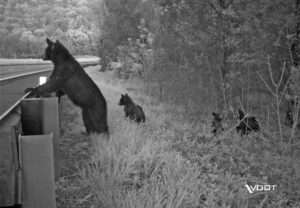 photo of Bear and cubs about to cross highway