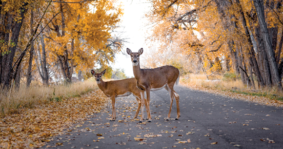 photo of deer on road looking at oncoming traffic