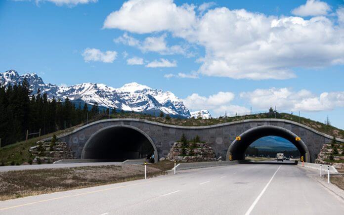 photo of Liberty Canyon wildlife crossing