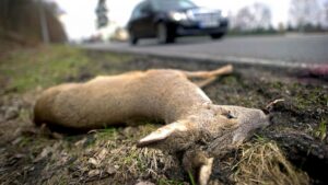 photo of dead deer alongside road
